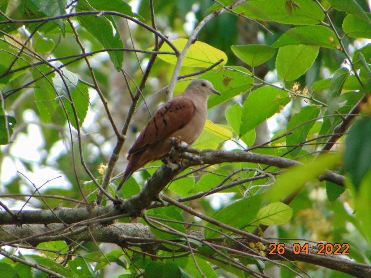 Ruddy Ground Dove - ML441723811