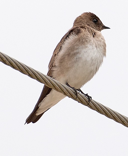 Northern Rough-winged Swallow - ML441725181