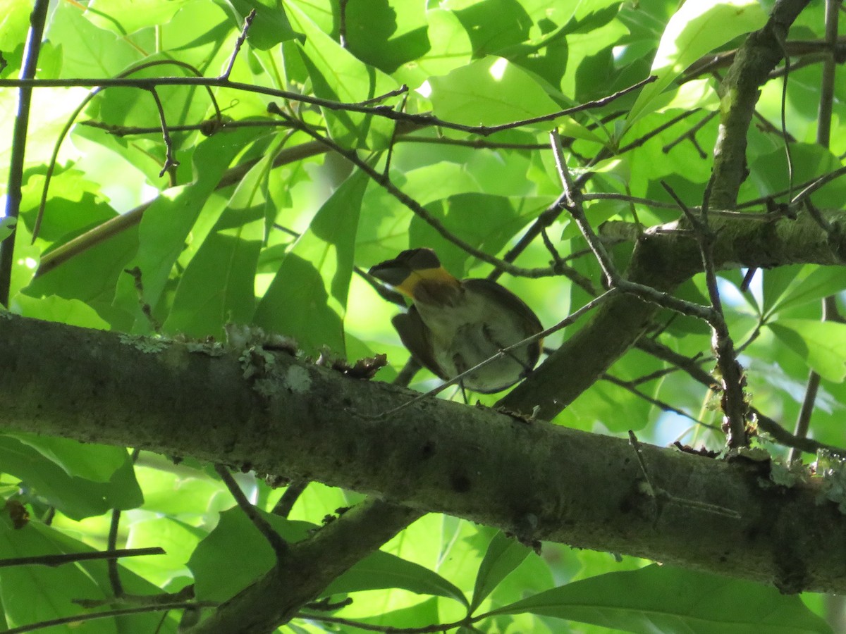 American Redstart - ML441725421