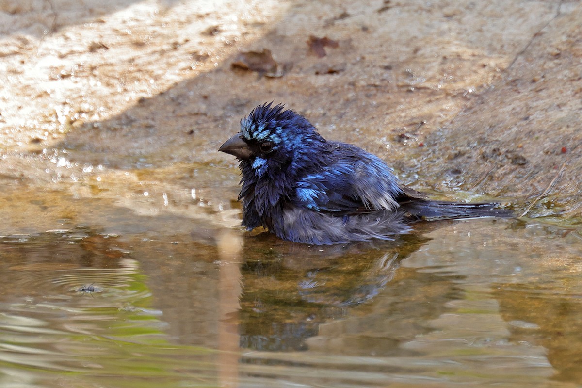 Blue Bunting - ML441725541