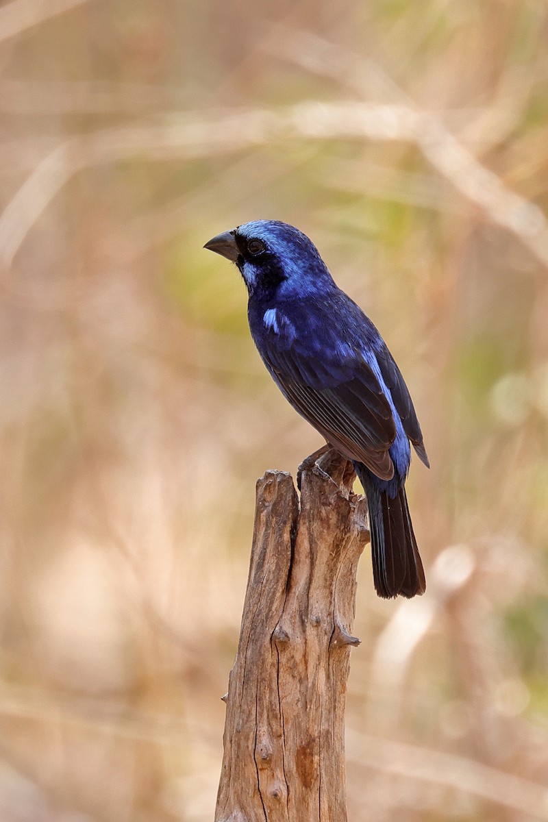 Blue Bunting - ML441725561