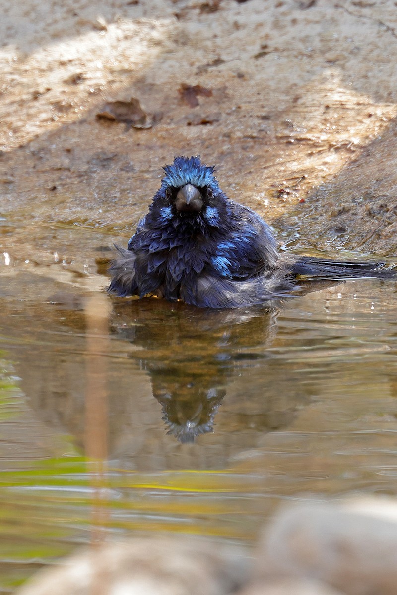 Blue Bunting - ML441725571