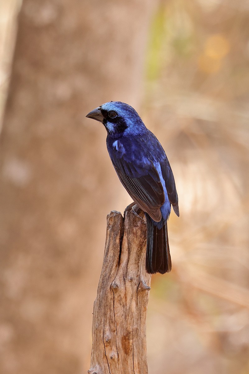 Blue Bunting - ML441725581