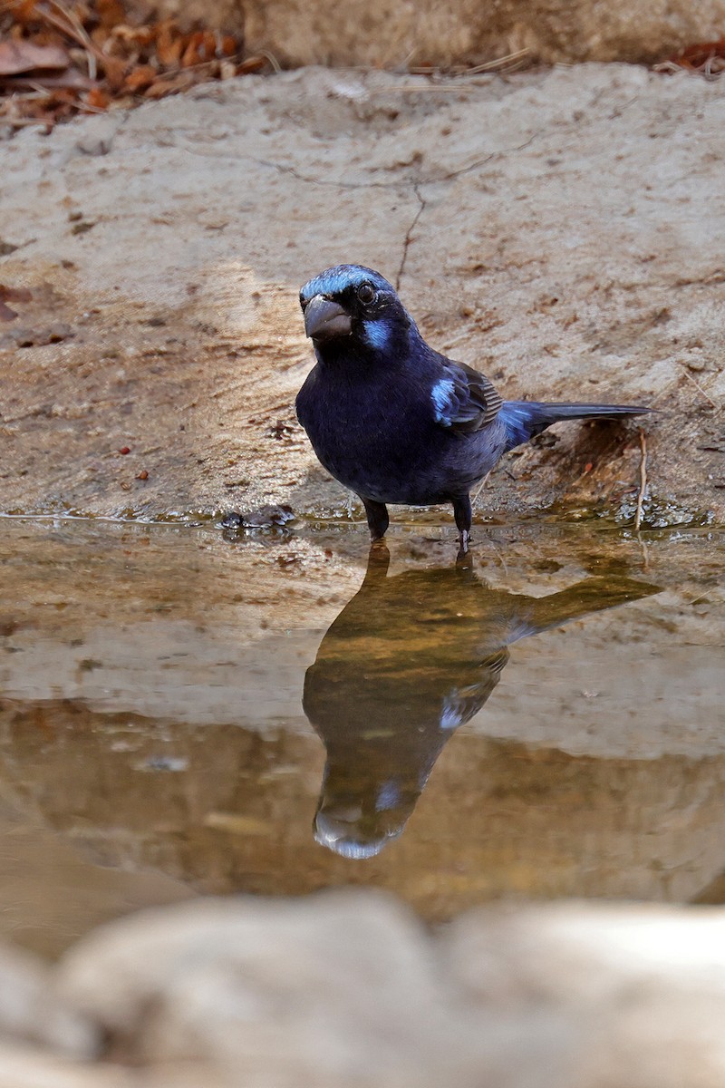 Blue Bunting - ML441725591