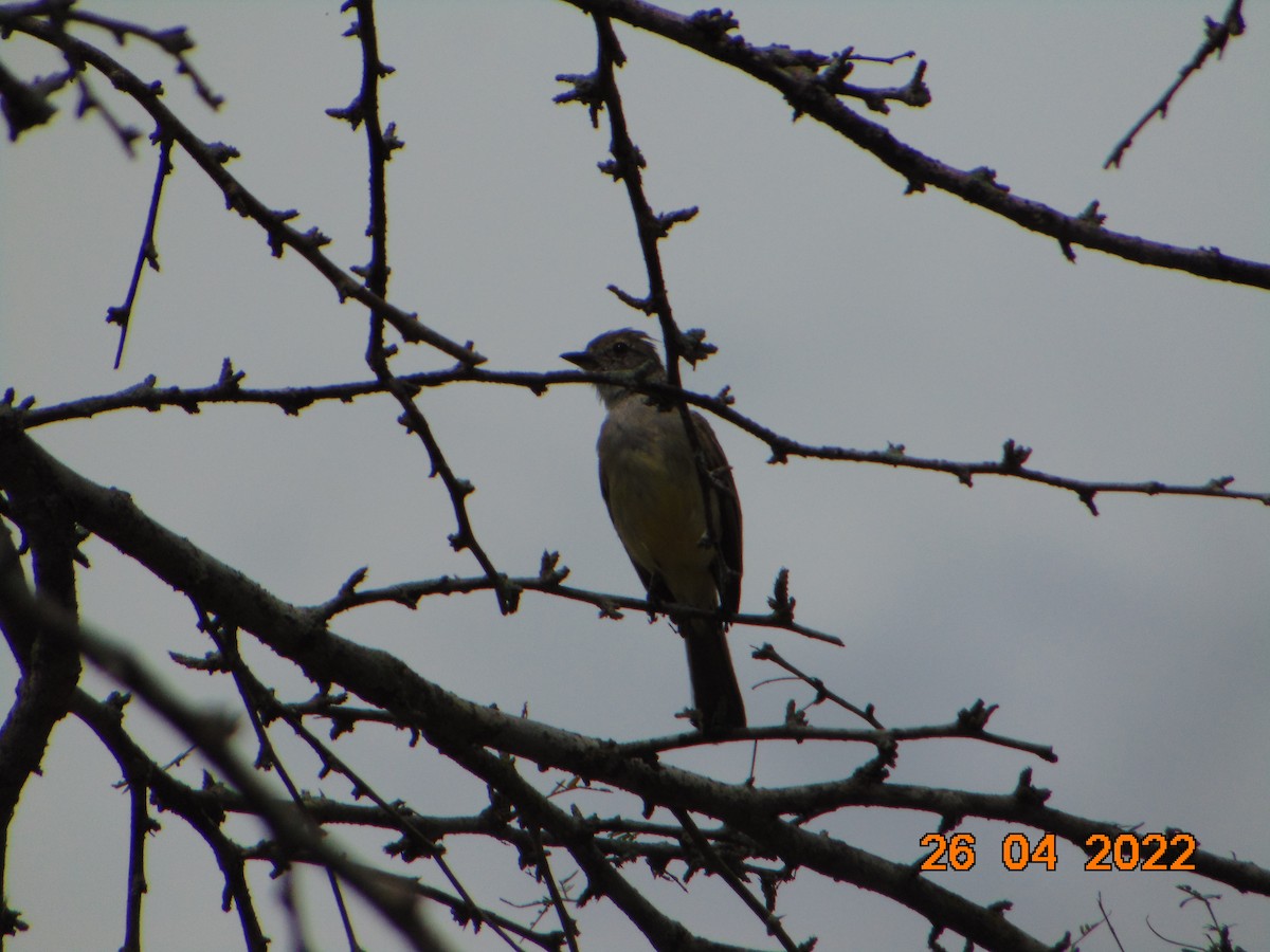 Northern Scrub-Flycatcher - ORLANDO PADILLA