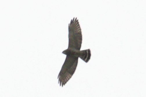 Broad-winged Hawk - Robert Irwin
