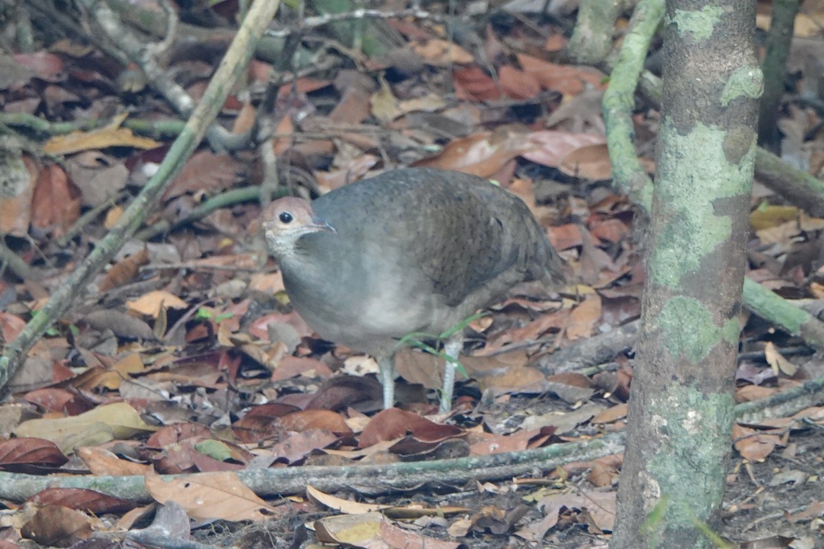 Grand Tinamou - ML441727721