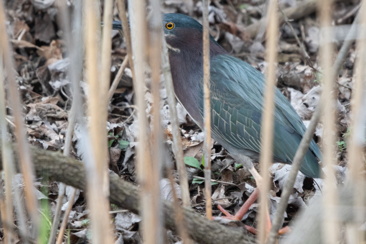 Green Heron - ML441728461