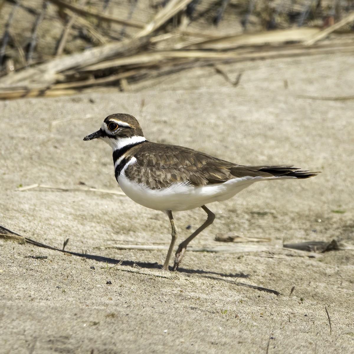 Killdeer - ML441729611