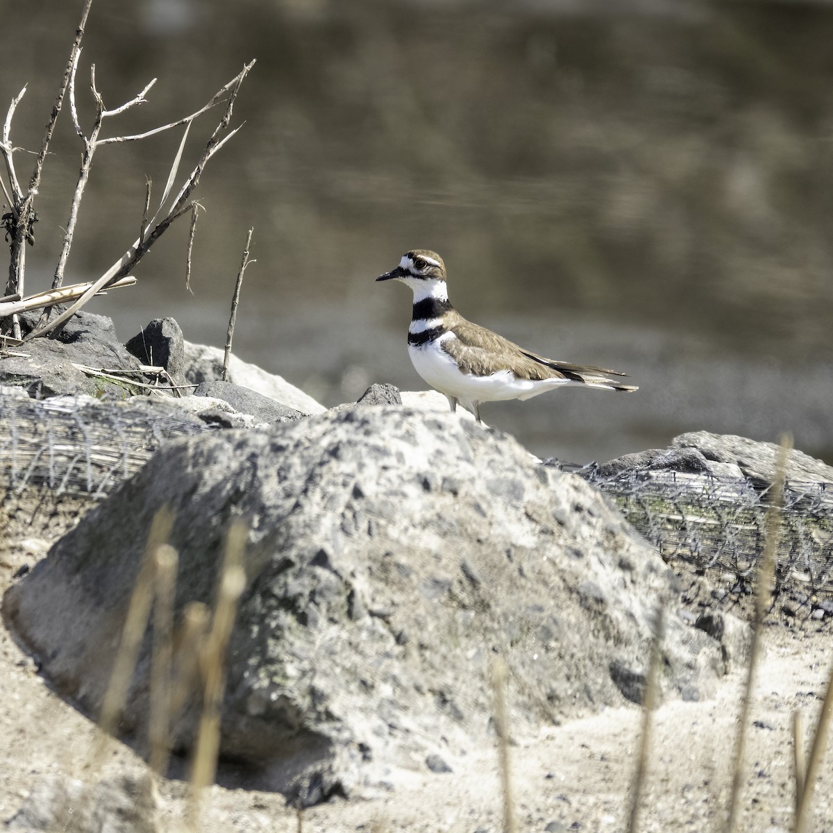 Killdeer - ML441729621