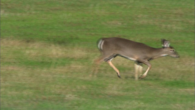 White-tailed Deer - ML441731