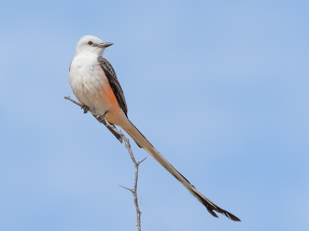 Scissor-tailed Flycatcher - ML441731081