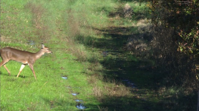 White-tailed Deer - ML441732