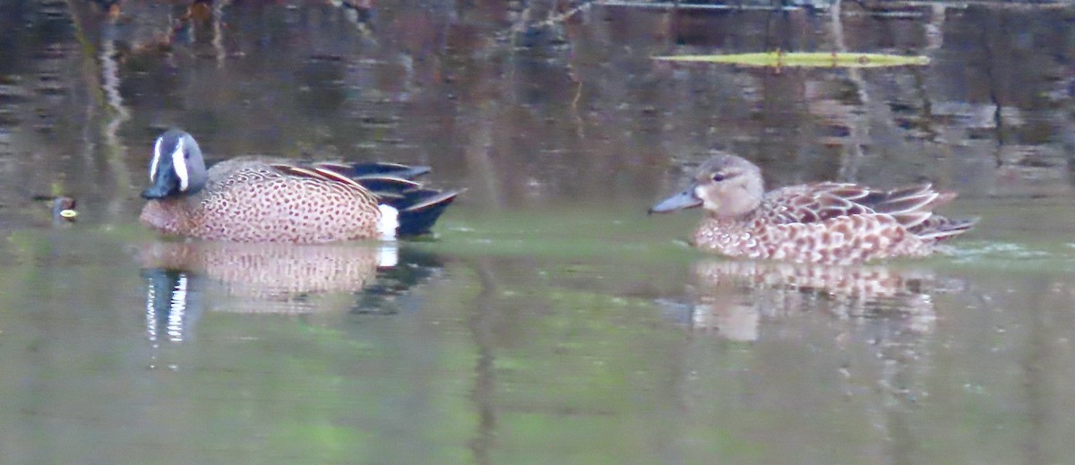 Blue-winged Teal - ML441733171