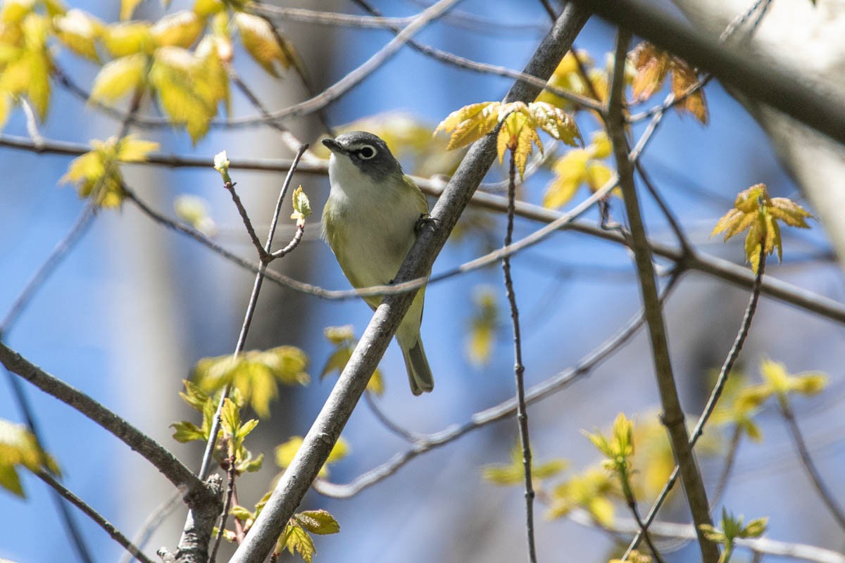 Blue-headed Vireo - ML441733211