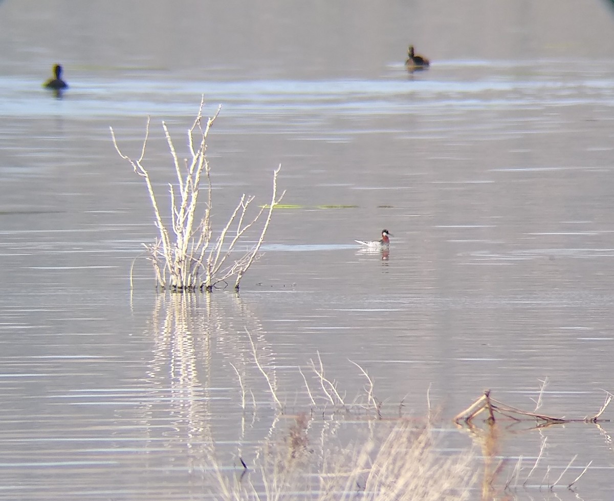 Red-necked Phalarope - ML441733461