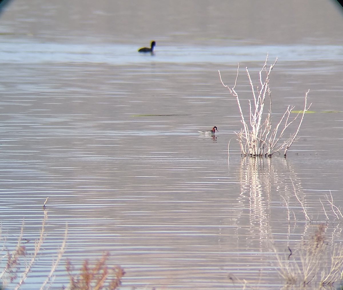 Red-necked Phalarope - ML441733471