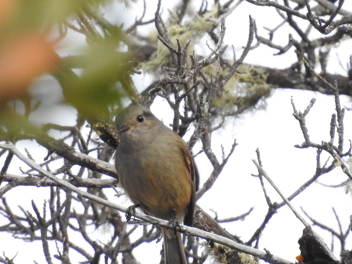 Patagonian Tyrant - ML441733861