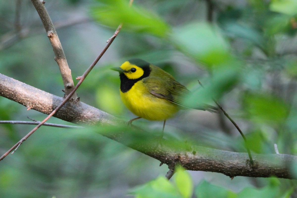 Hooded Warbler - Emily Smith