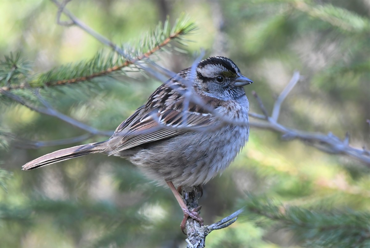 White-throated Sparrow - Ed Poropat