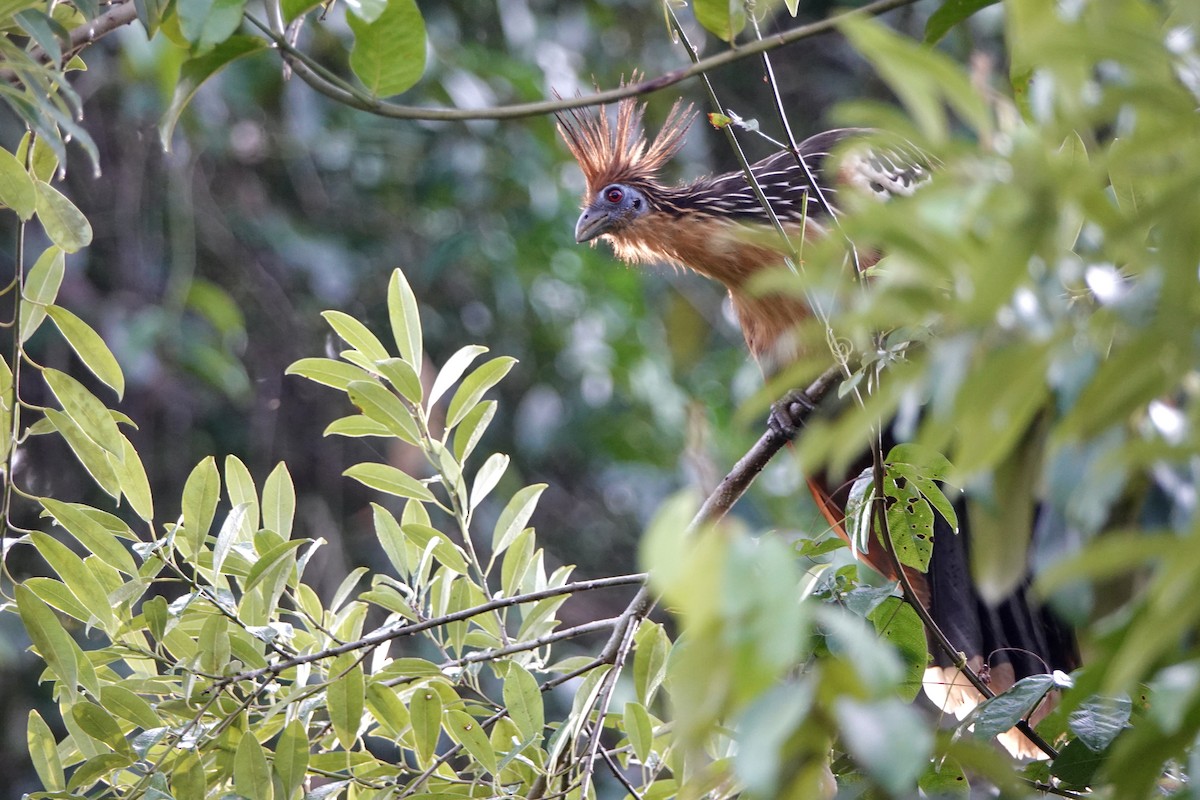 Hoatzin - ML441736311