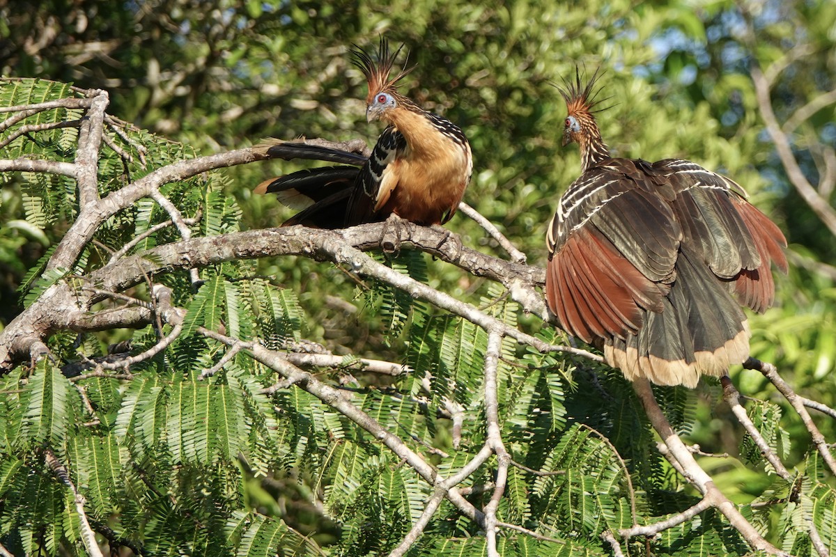 hoatzin - ML441736321