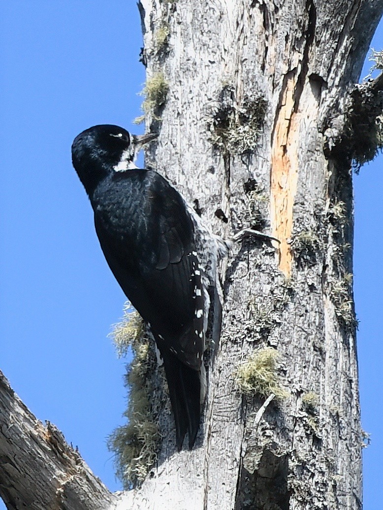 Black-backed Woodpecker - Ed Poropat