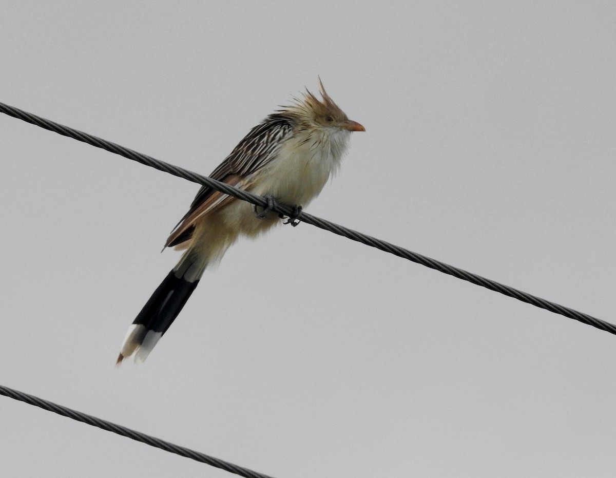 Guira Cuckoo - ML441736651