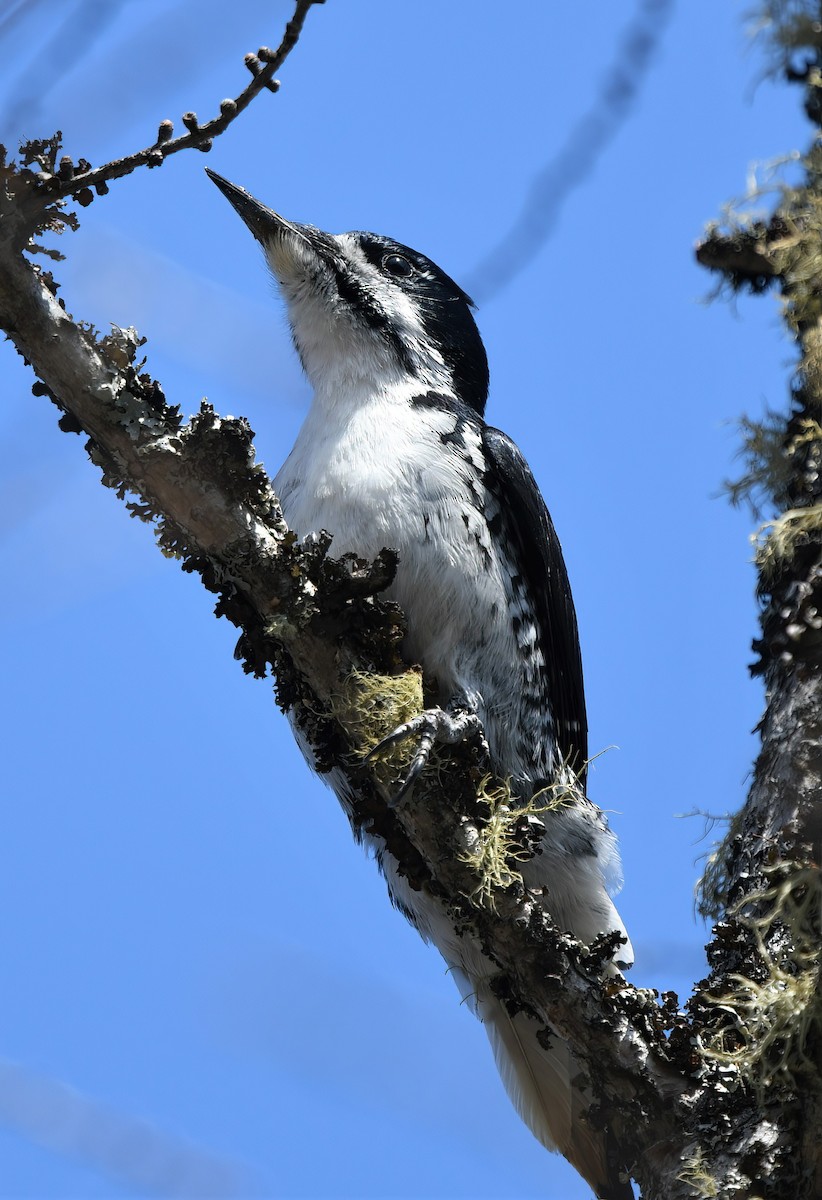 Black-backed Woodpecker - Ed Poropat