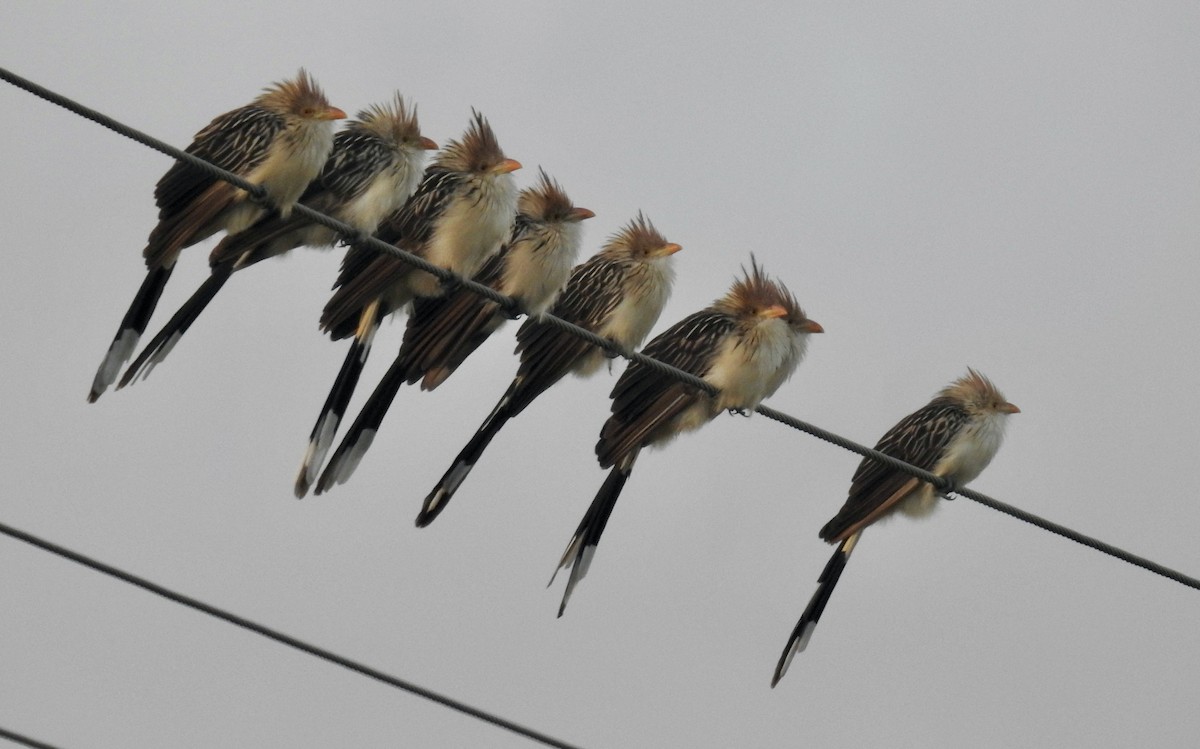 Guira Cuckoo - ML441736781