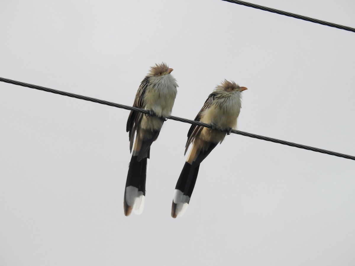 Guira Cuckoo - ML441736921