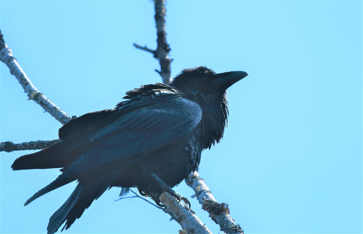 Common Raven - ML441737111