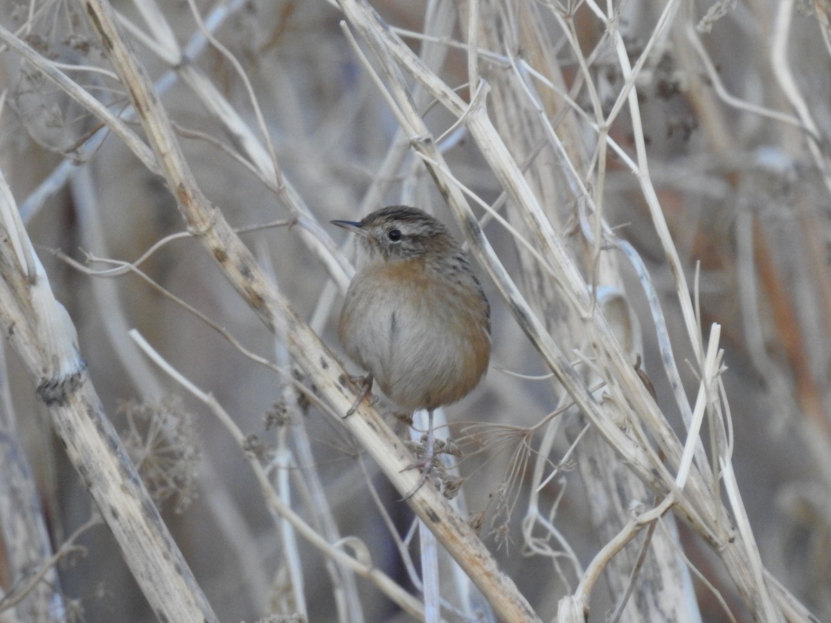 Grass Wren - ML441737831