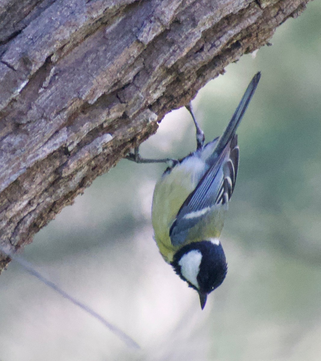 Great Tit - Asher Perla