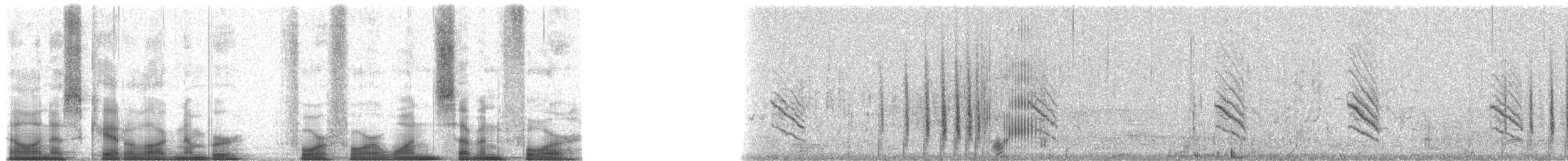 Ruddy Duck - ML44174