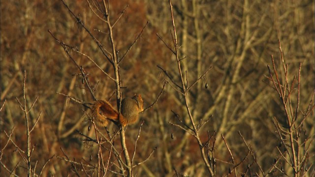 eastern gray squirrel - ML441740