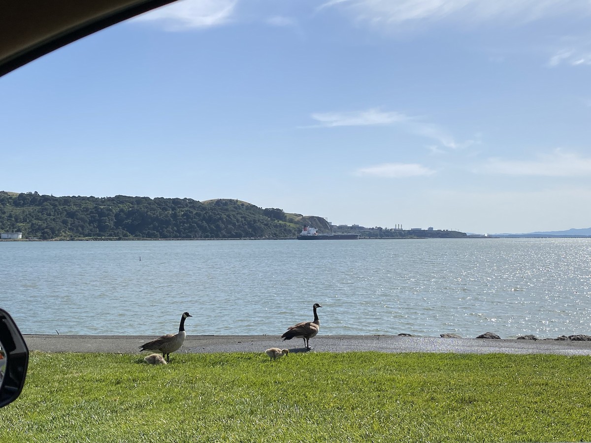 Канад галуу - ML441740141