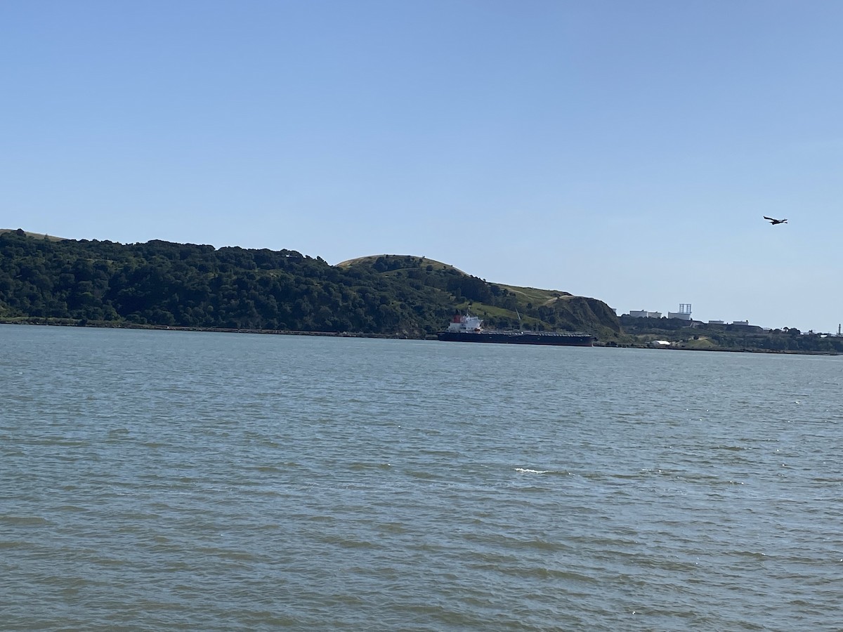 Great Blue Heron - ML441740251