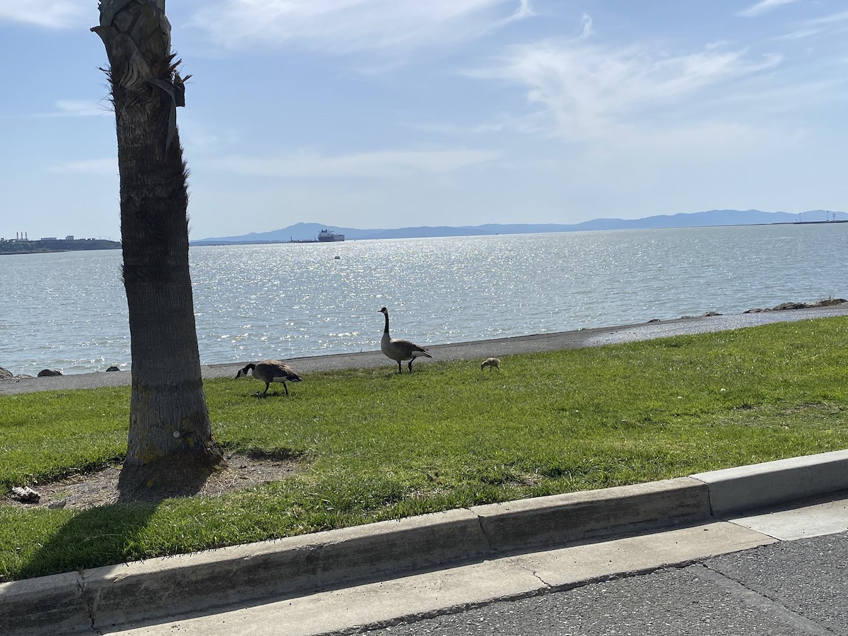 Канад галуу - ML441740281