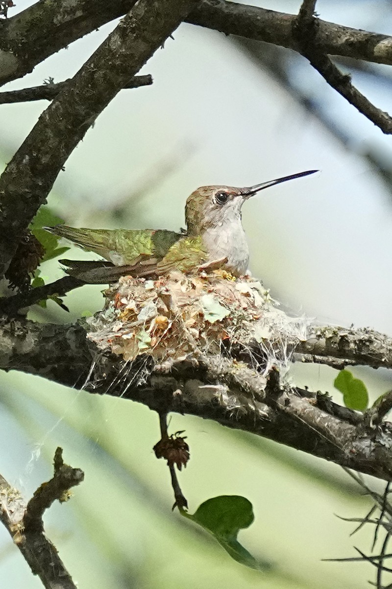 Black-chinned Hummingbird - ML441741791