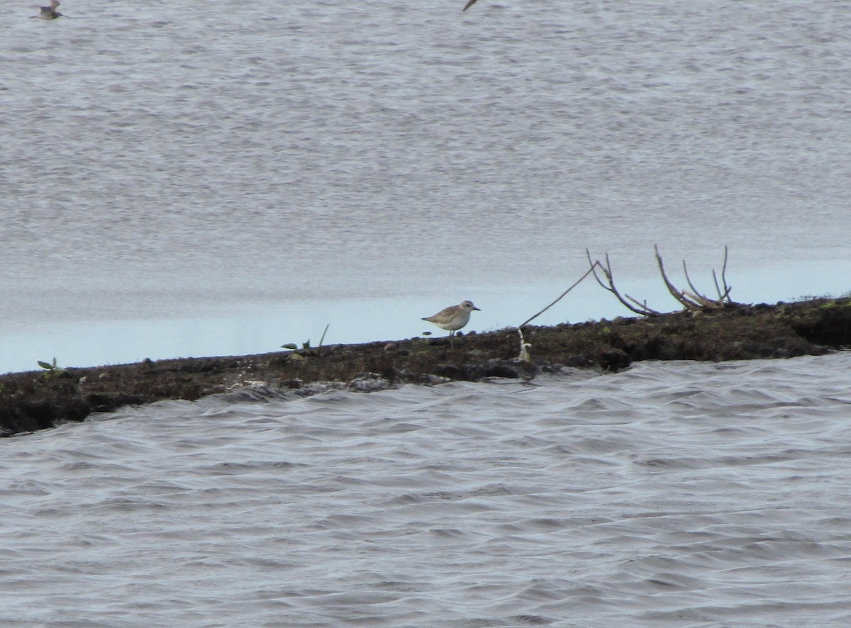 Black-bellied Plover - ML44174821