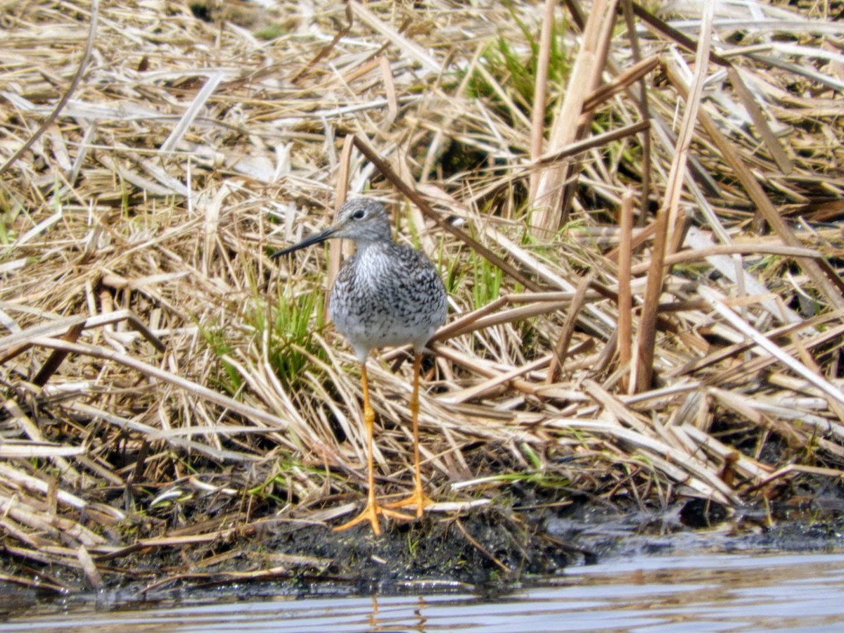 Greater Yellowlegs - ML441749121