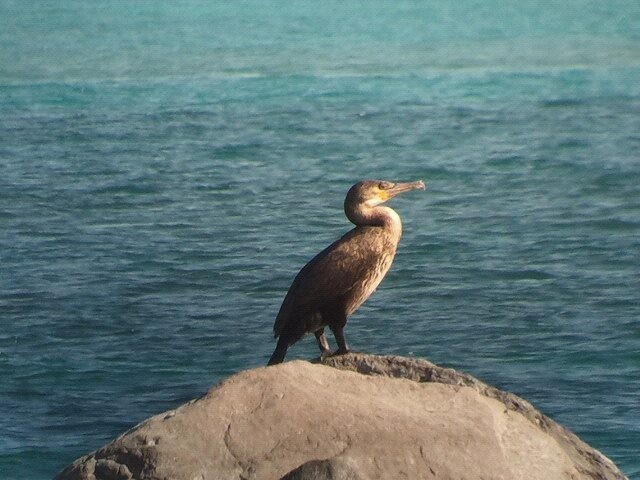 Great Cormorant - ML44175061