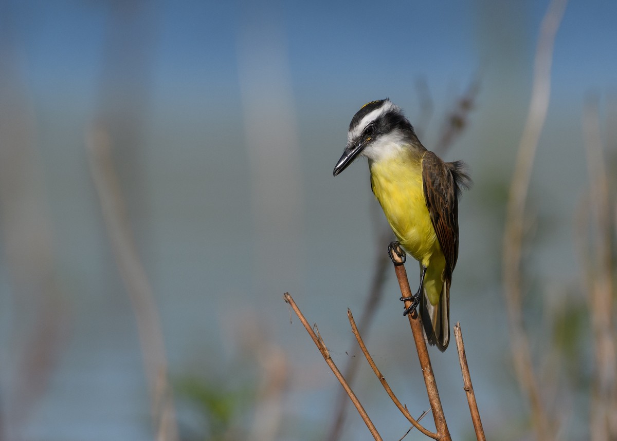 Great Kiskadee - ML441750641