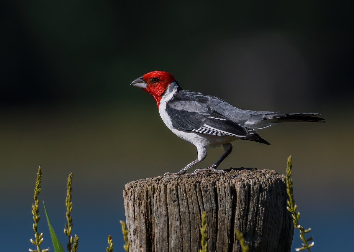 Red-cowled Cardinal - ML441750921