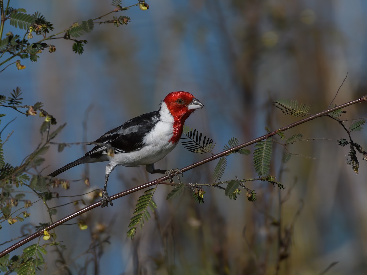 Red-cowled Cardinal - ML441751071
