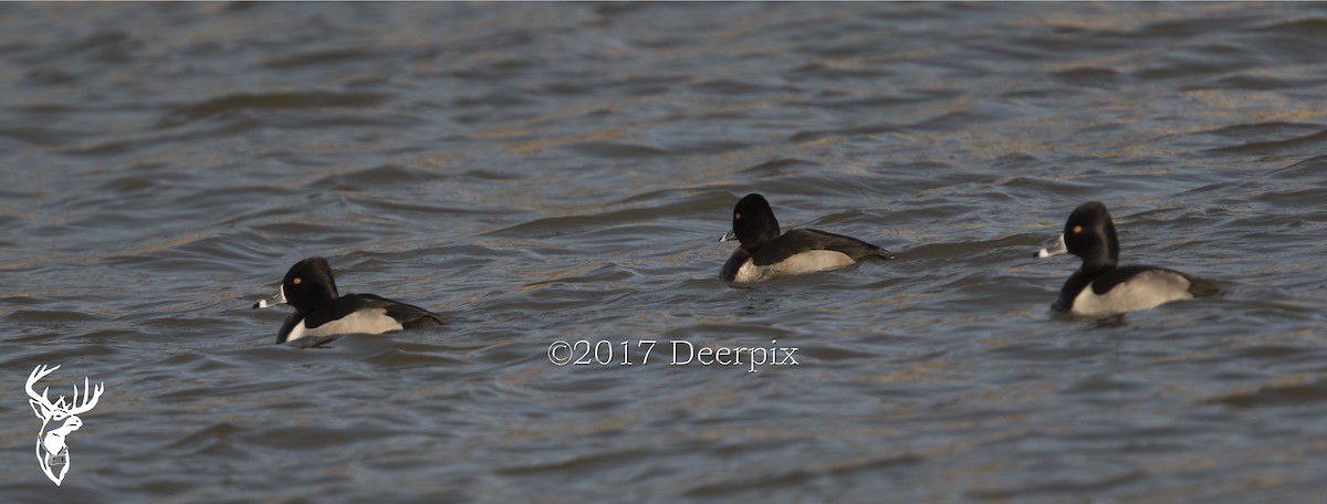 Ring-necked Duck - ML44175191