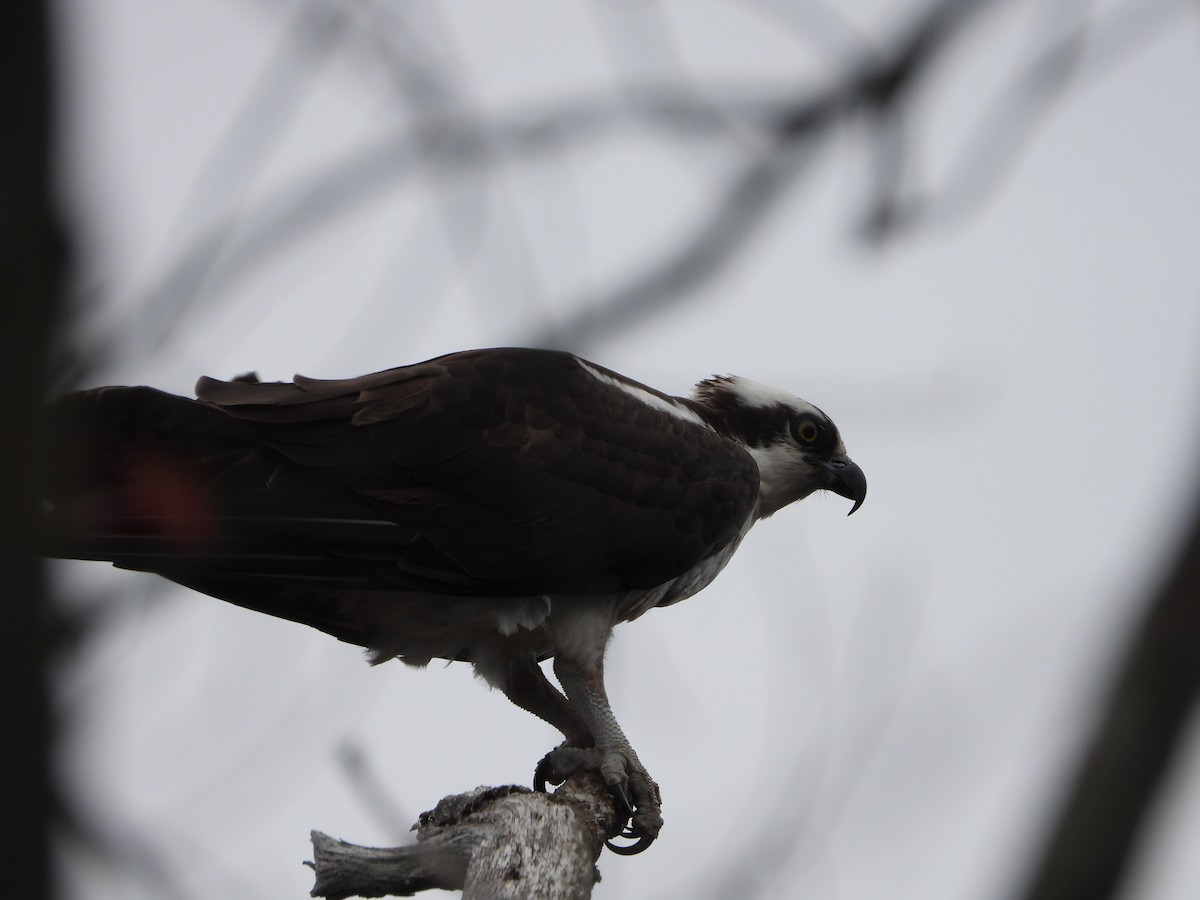 Osprey - ML441751991