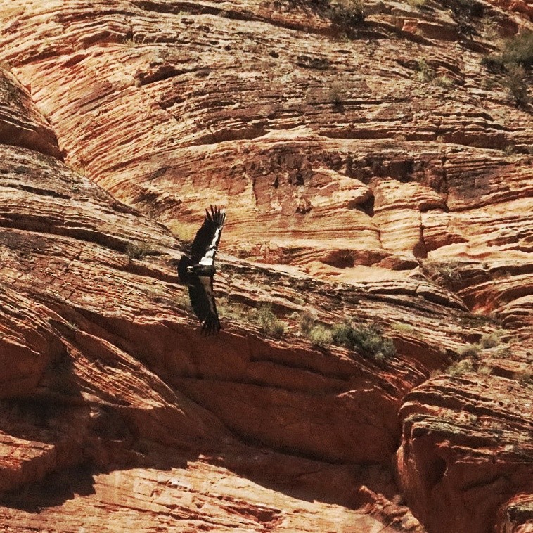 California Condor - Patrick Kohler