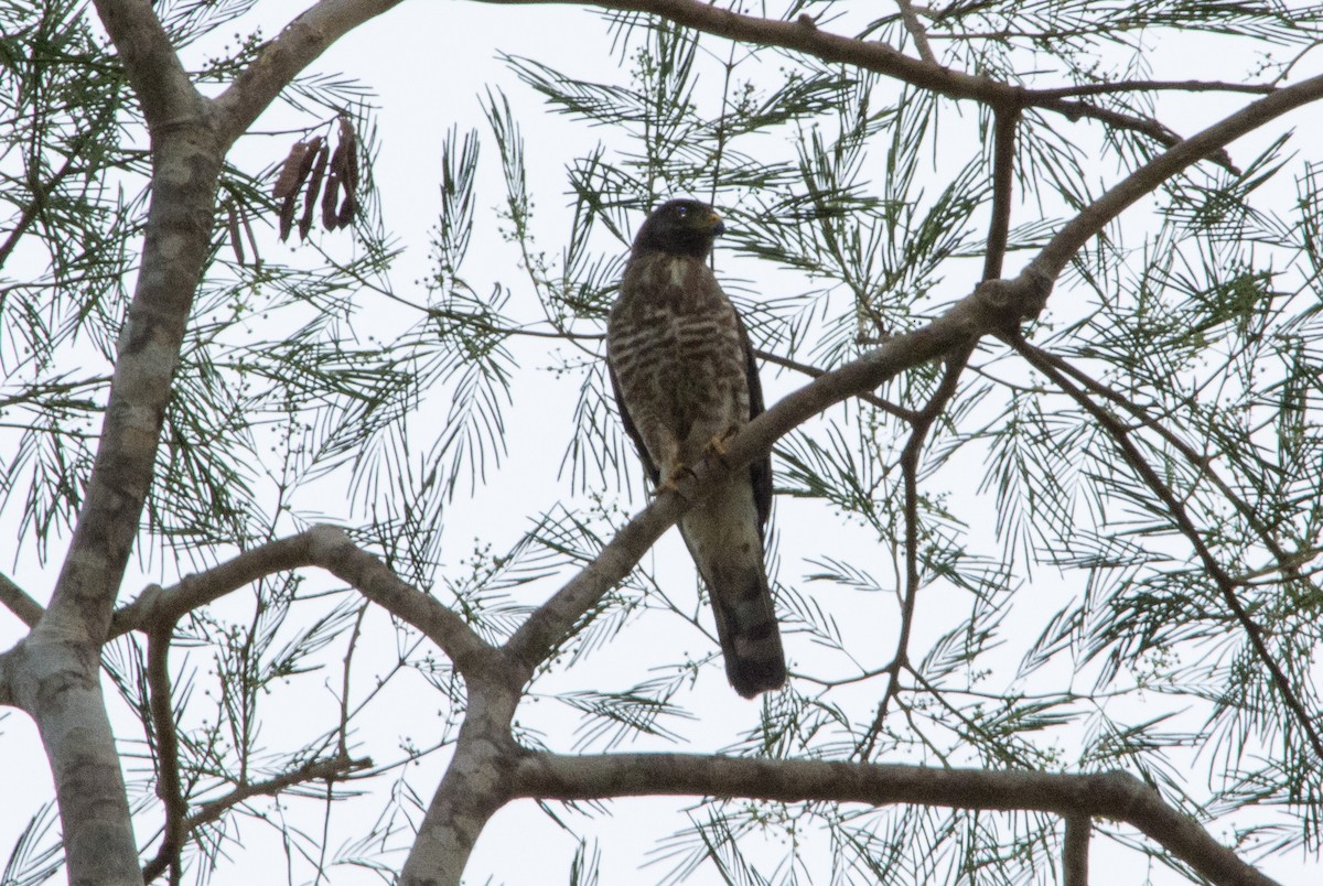 Roadside Hawk - ML441755301